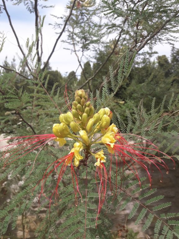 210725 floraison.jpg
