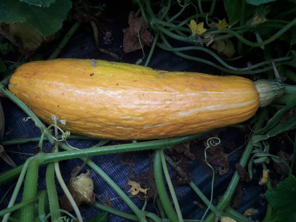 210810 courge gete okosomin 1.jpg