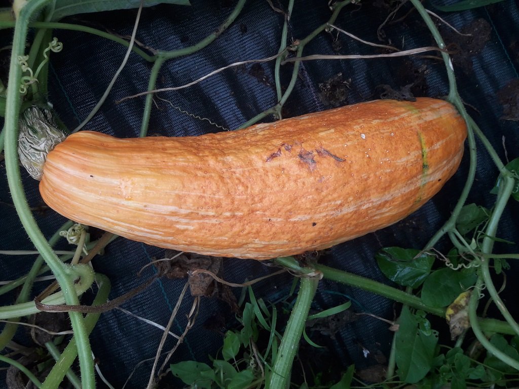 210810 courge gete okosomin 2.jpg
