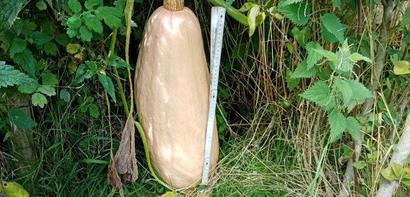 Courge  60 cm 2021.jpg