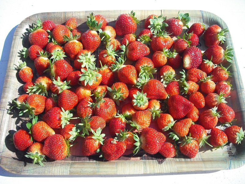 Fraises 14.jpg