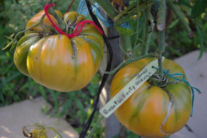 Rosalie's early orange