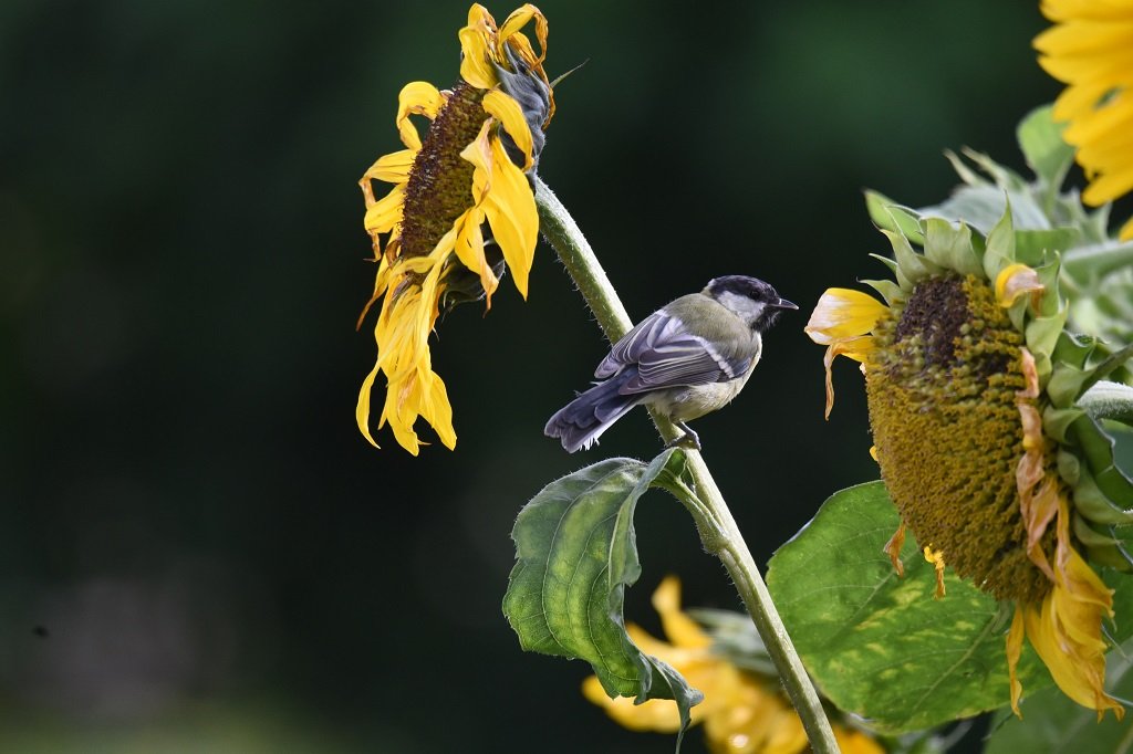 DSC_5062.JPG