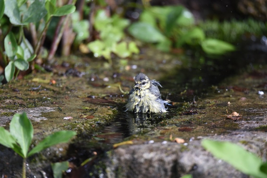 DSC_5224.JPG