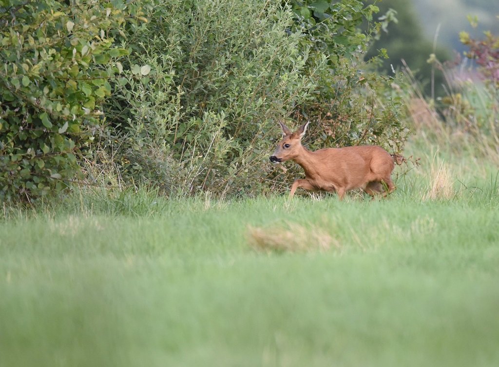 DSC_5256.JPG