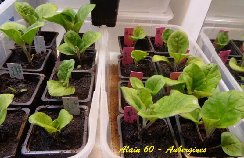 Aubergines 1 +.JPG