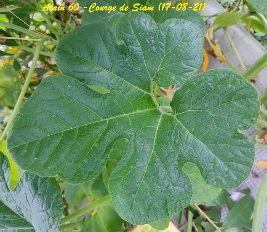 Courge de Siam1.jpg