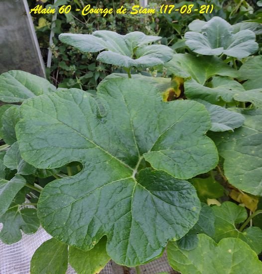 Courge de Siam2.jpg