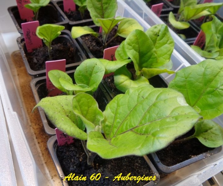 Aubergines 2 +.JPG