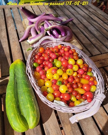 Tomates Cerises.jpg