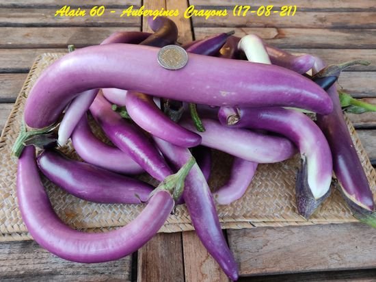 Aubergine Crayon 2.jpg