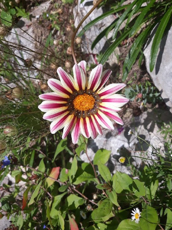 gazania 1.jpg