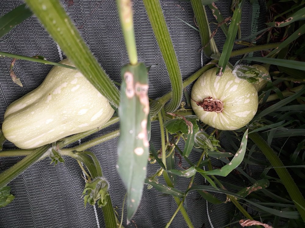 butternut.jpg