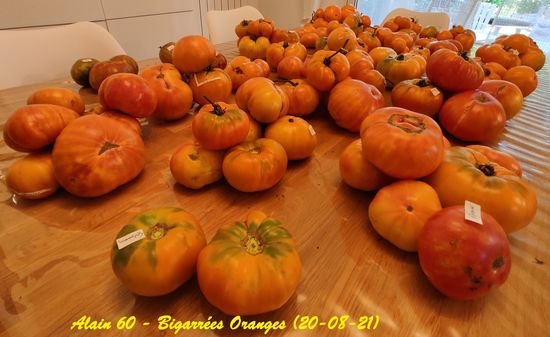 Bigarrées Orange bis.jpg