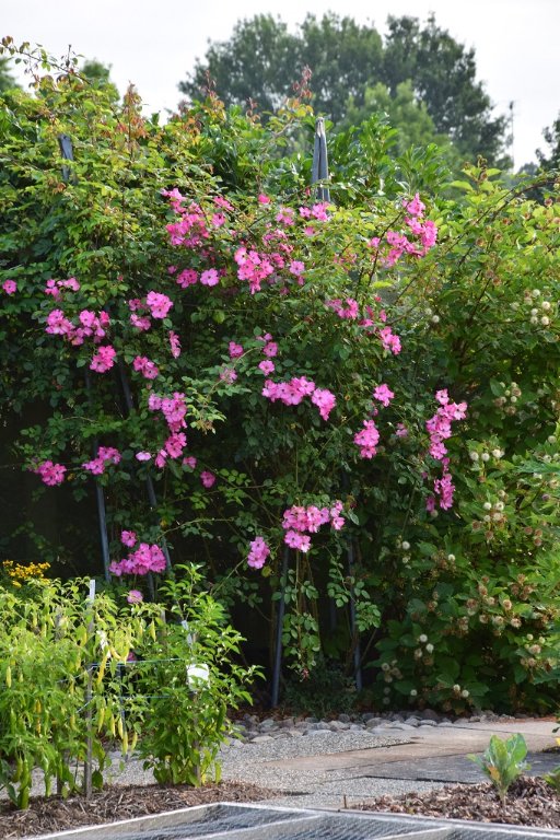 DSC_0354.JPG