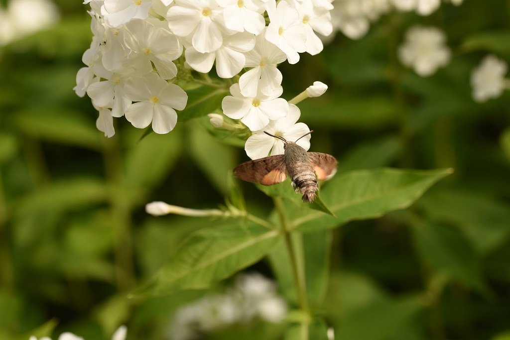 DSC_3761.JPG