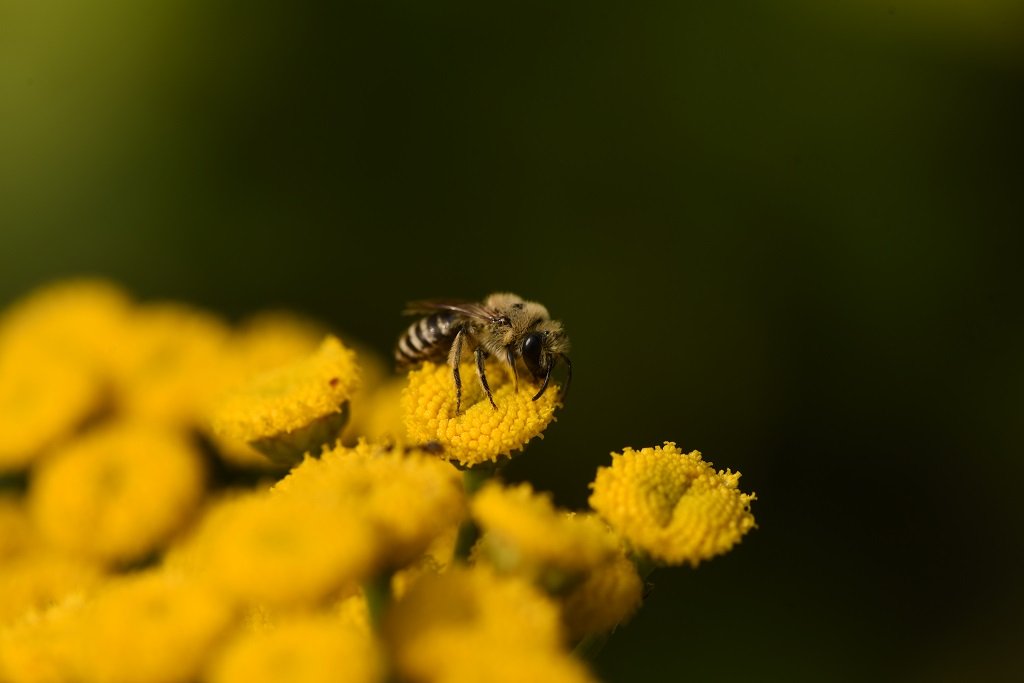 DSC_3911.JPG
