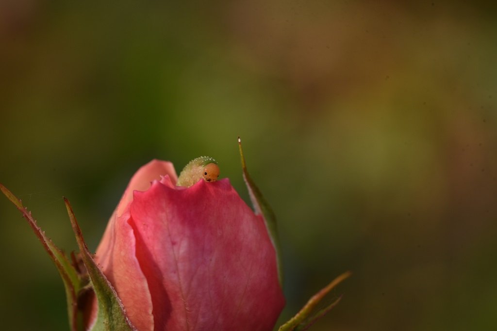 DSC_3930.JPG