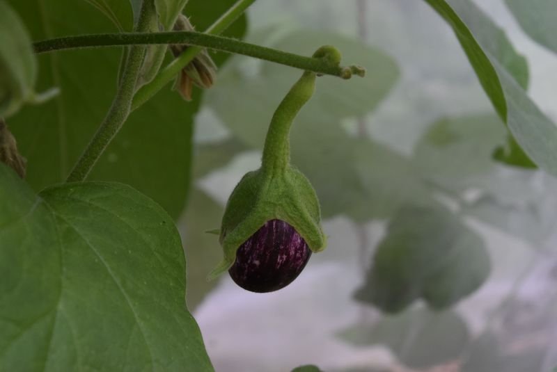 DSC_1886_aubergine fruit_800_600.JPG