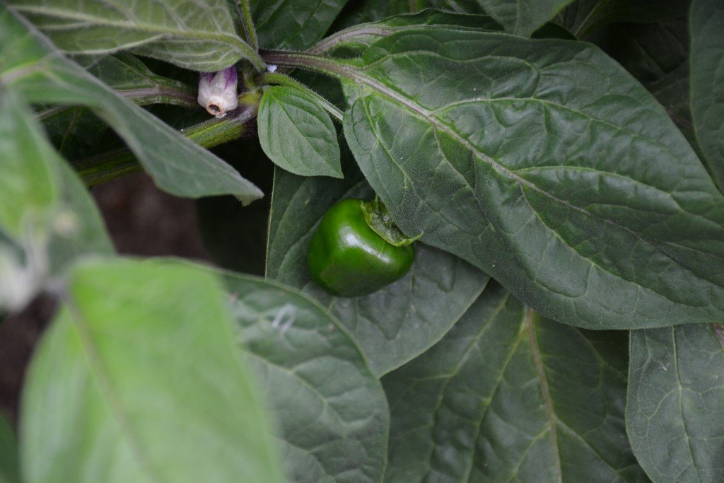 DSC_9533 Giant Rocoto fruit (Personnalisé).JPG