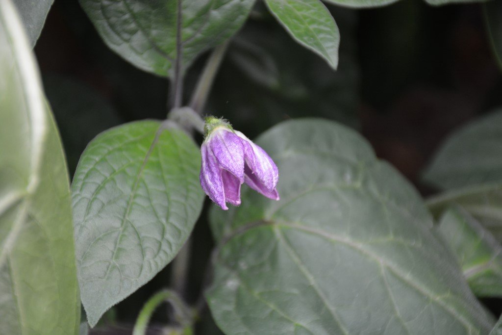 DSC_9534 Giant Rocoto fleur (Personnalisé).JPG