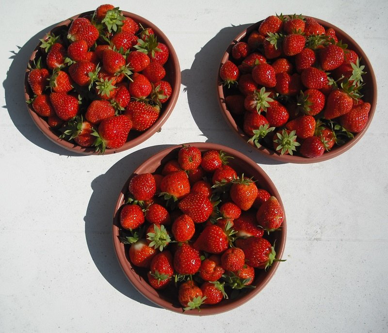 Fraises 26.jpg