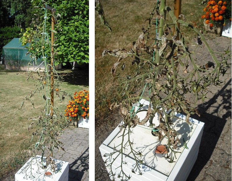 Tomate 28.jpg