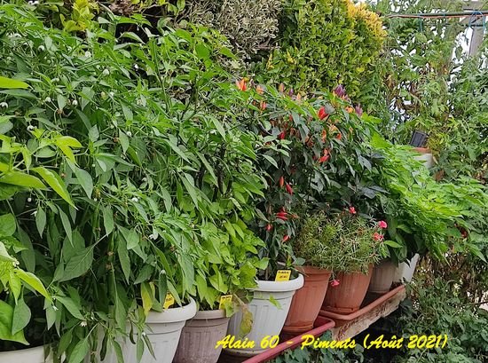 Piments 1.jpg