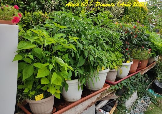 Piments 2.jpg