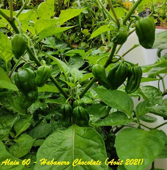 Habanero Chocolate.jpg