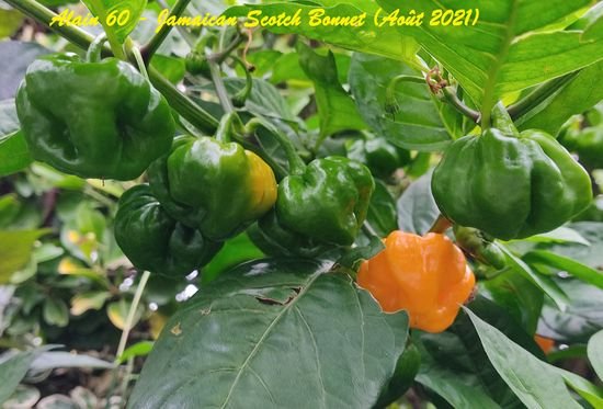 Jamaican Scotch Bonnet.jpg