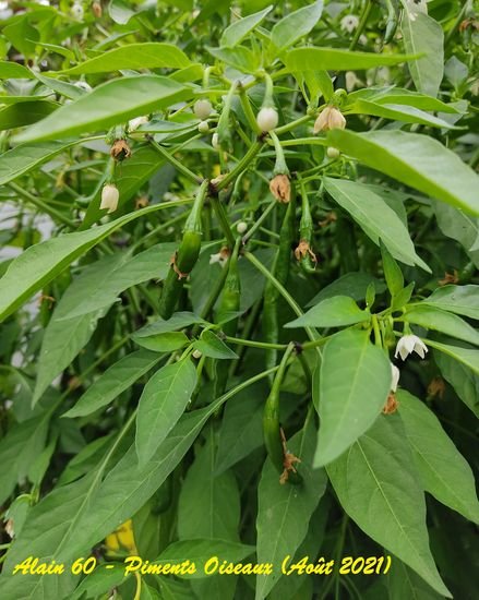 Piments oiseaux.jpg