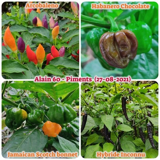 Piments.jpg