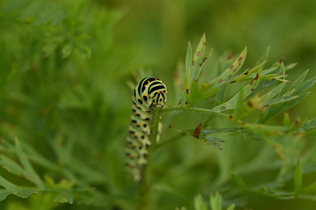 DSC_4019.JPG