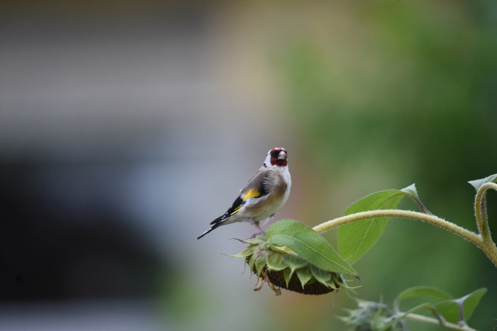 DSC_5984.JPG