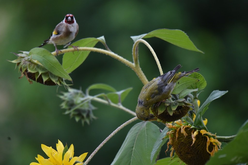 DSC_5985.JPG