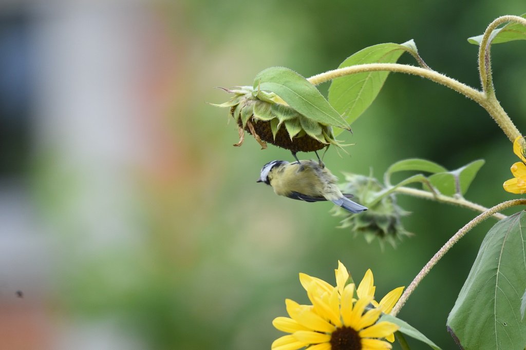 DSC_5994.JPG