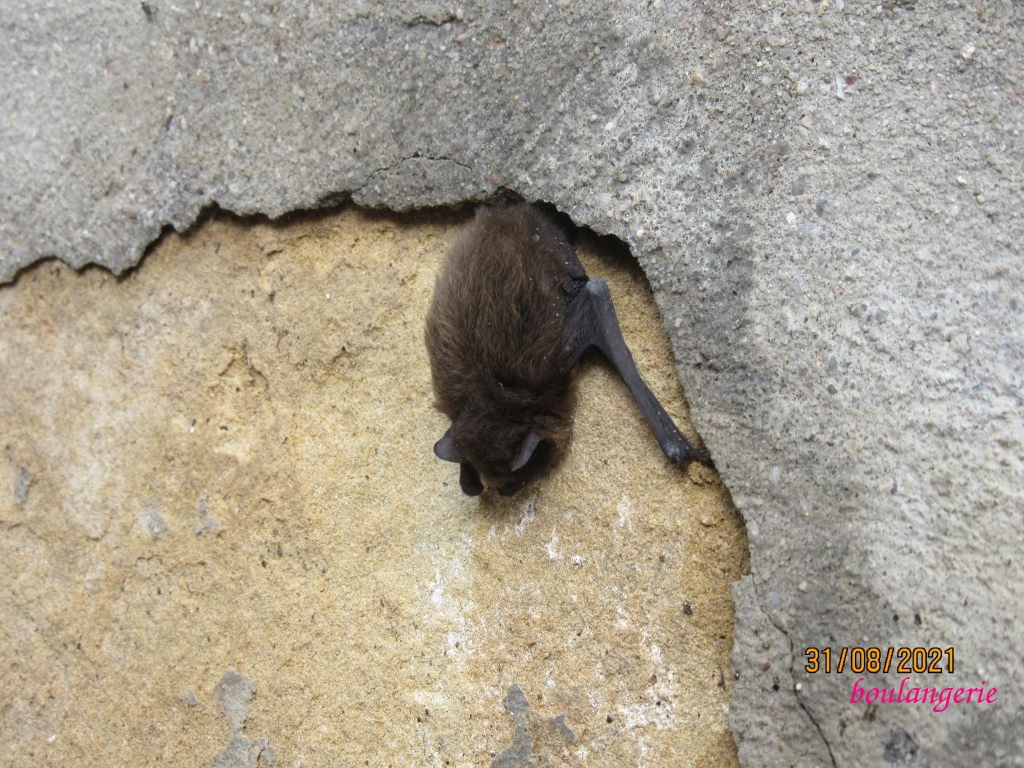 chauvesouris.jpeg