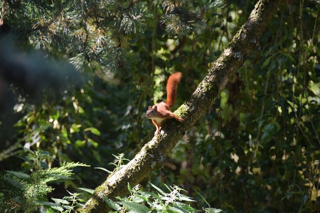 DSC_0468.JPG