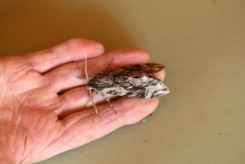 DSC_4466.JPG