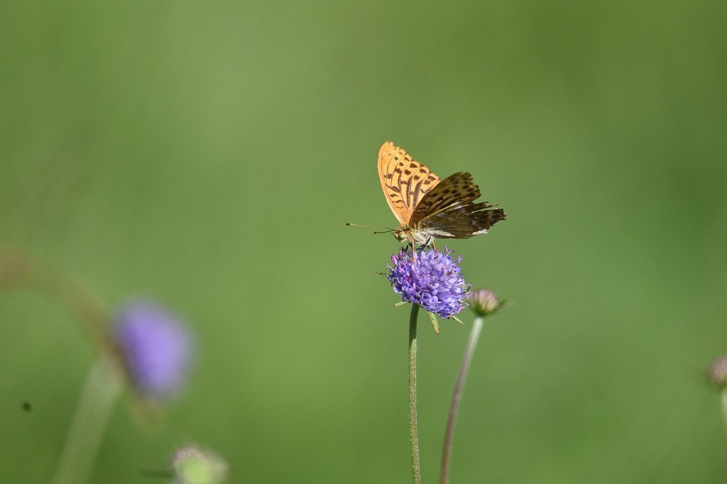 DSC_6040.JPG