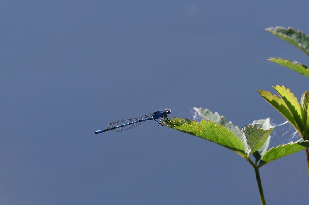 DSC_6156.JPG