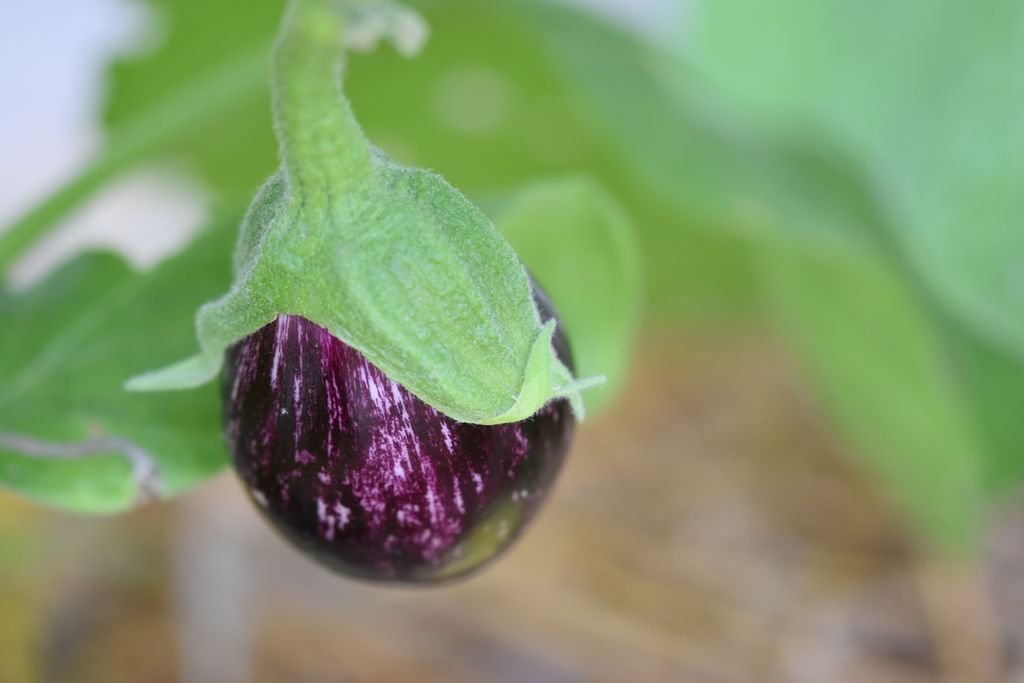 DSC_1870_fruit aubergine_800_600.JPG