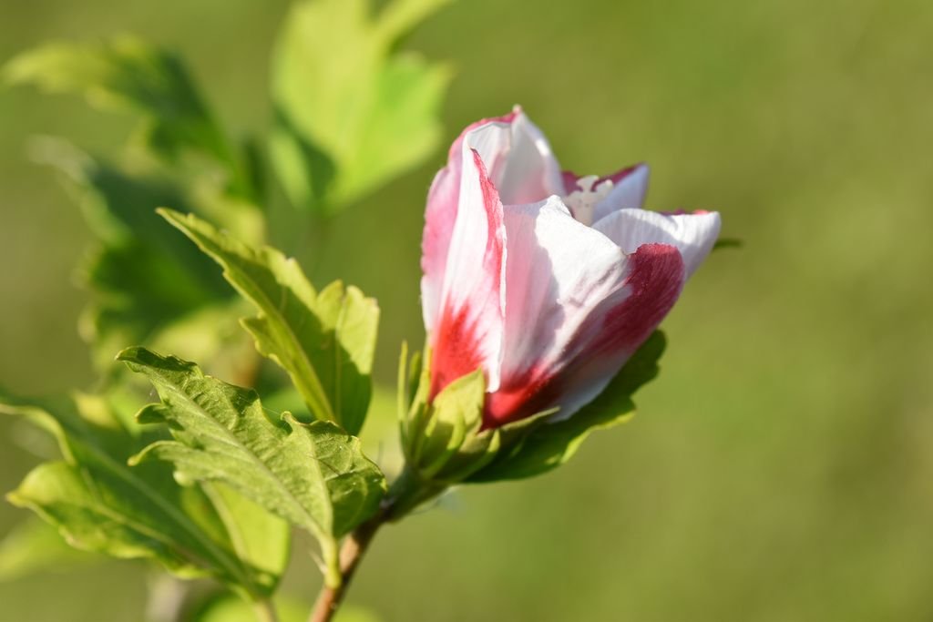 DSC_1889_fleur hibiscus_800_600.JPG