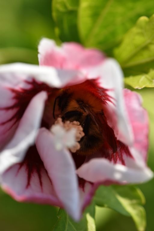 DSC_1890_abeille dans fleur hibiscus_800_600.JPG