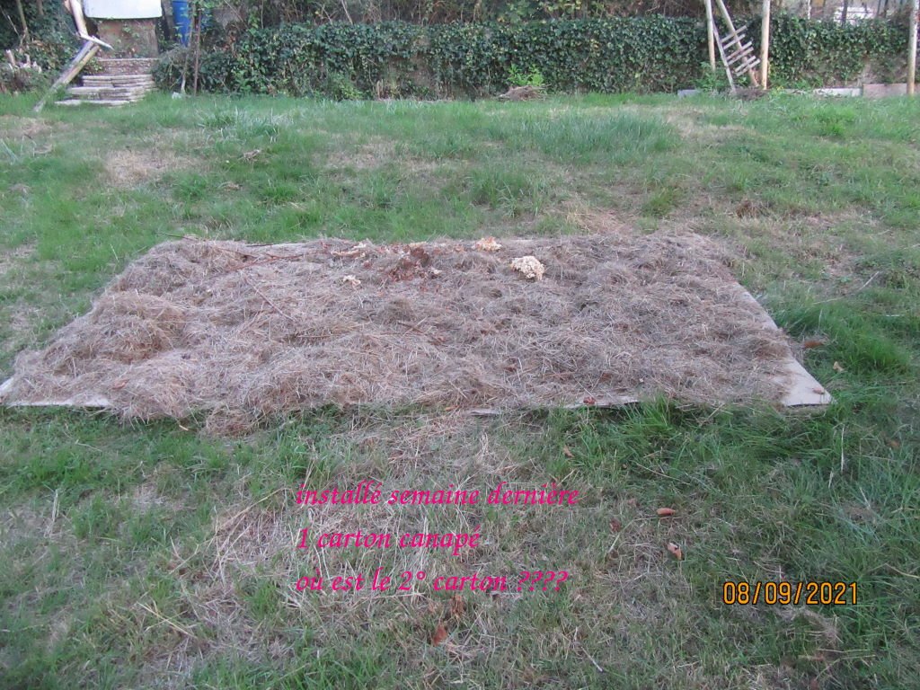 carton pommier.jpeg