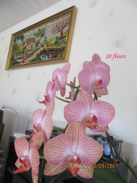phalaenopsis.jpeg