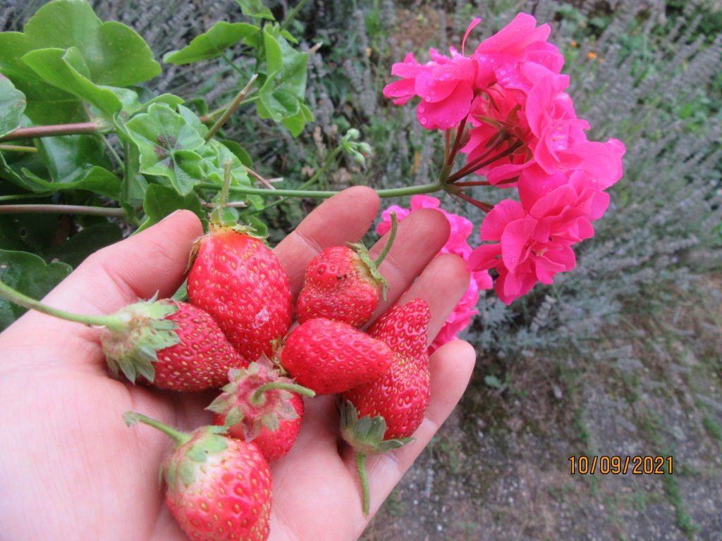 fraise.jpeg