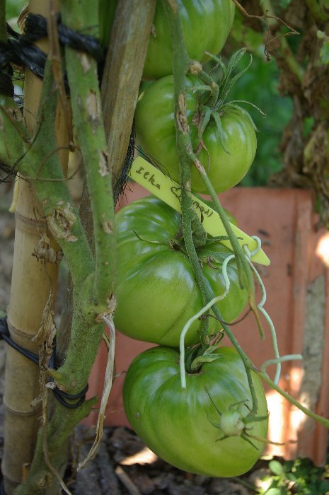 tomate Ilka  ,assez bonne