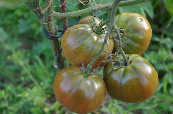 Une &quot;mystère&quot;,est à feuilles de pomme de terre,fruits foncés